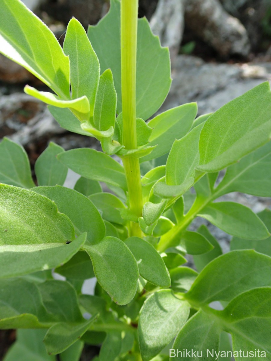 Gynura zeylanica Trimen